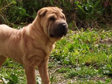 Cuccioli di shar pei