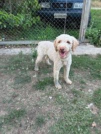 Lagotto da Tartufo