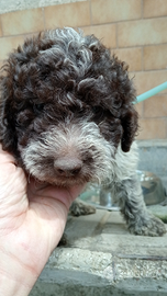 Vendo Lagotto romagnolo - Animali In vendita a Siena