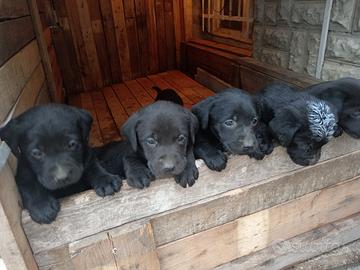 Cuccioli labrador