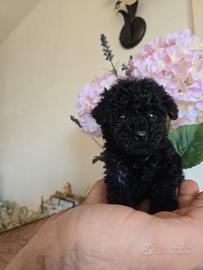 Barboncina minitoy Total black