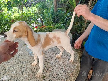 Cucciola di beagle