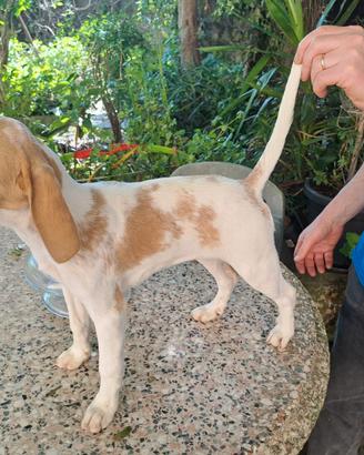 Cucciola di beagle