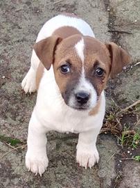 Jack russell terrier