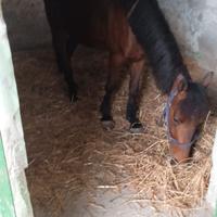 Pony da scuola