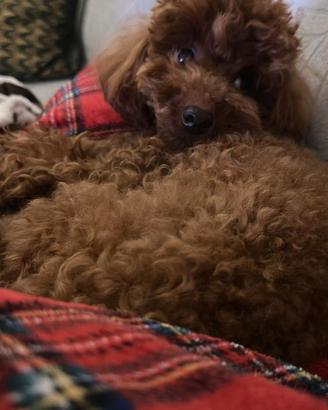 Cagnolino da monta