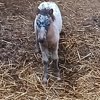 Mini pony appalusa