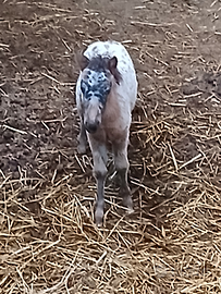 Mini pony appalusa