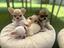 Immagine 6