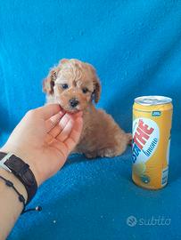 Splendidi cuccioli di Barboncino Maschietti