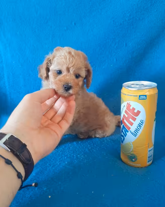 Splendidi cuccioli di Barboncino Maschietti