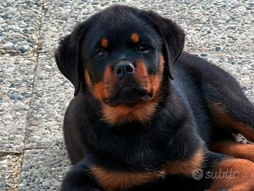 Cuccioli Rottweiler pagamenti agevolati