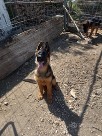 Cuccioli di pastore tedesco