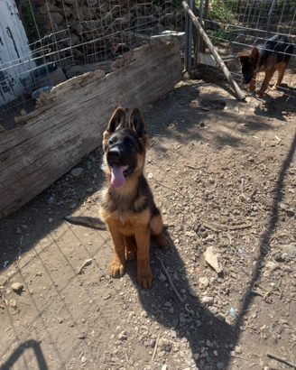 Cuccioli di pastore tedesco