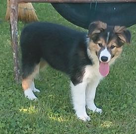 Cucciole di BORDER COLLIE