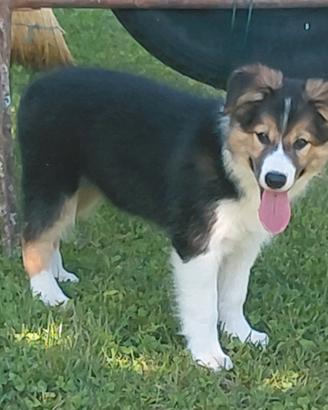 Cucciole di BORDER COLLIE