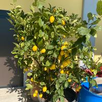 Piante di limoni