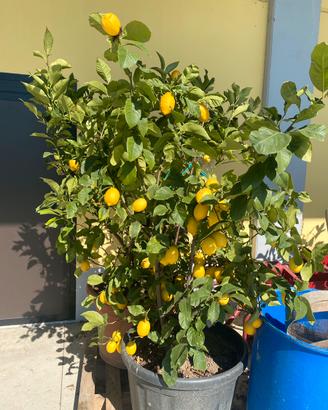Piante di limoni