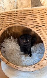 Scottish fold