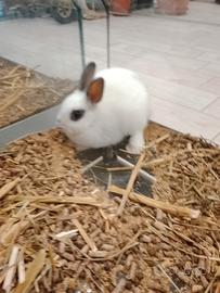 Coniglio nano
