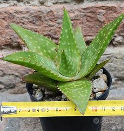 Piante di Aloe saponaria - grasse cactus giardino 