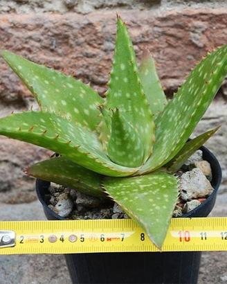 Piante di Aloe saponaria - grasse cactus giardino 