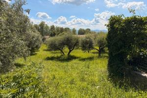 Terreno agricolo con uliveto