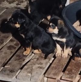 Cucciole simil Rottweiler di due mesi