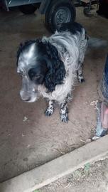 Cane razza setter inglese