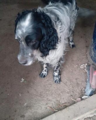 Cane razza setter inglese