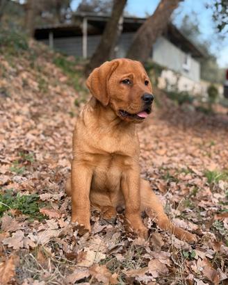 LABRADOR CUCCIOLI pedigree