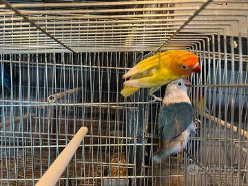 Inseparabili coppia