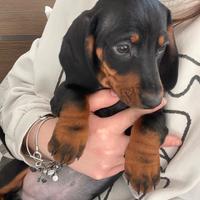 Bassottino simpaticissimo