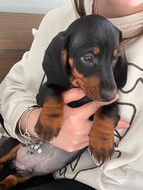 Bassottino simpaticissimo