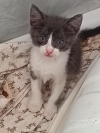 Gattini dolcissimi