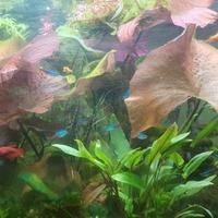 Acquario juwel 125 led