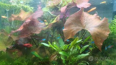 Acquario juwel 125 led