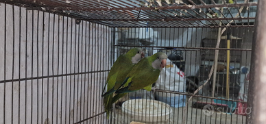 Parrocchetto Monaco coppia