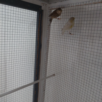 Canarine femmine 2025 anellate perfetta salute