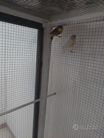 Canarine femmine 2025 anellate perfetta salute