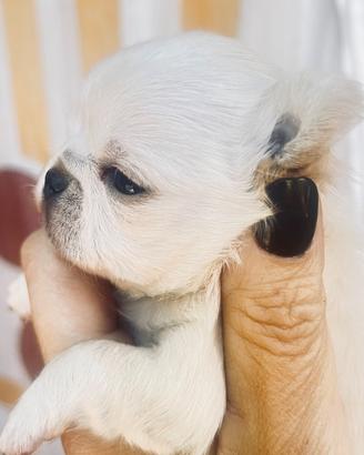 Dolce chihuahua