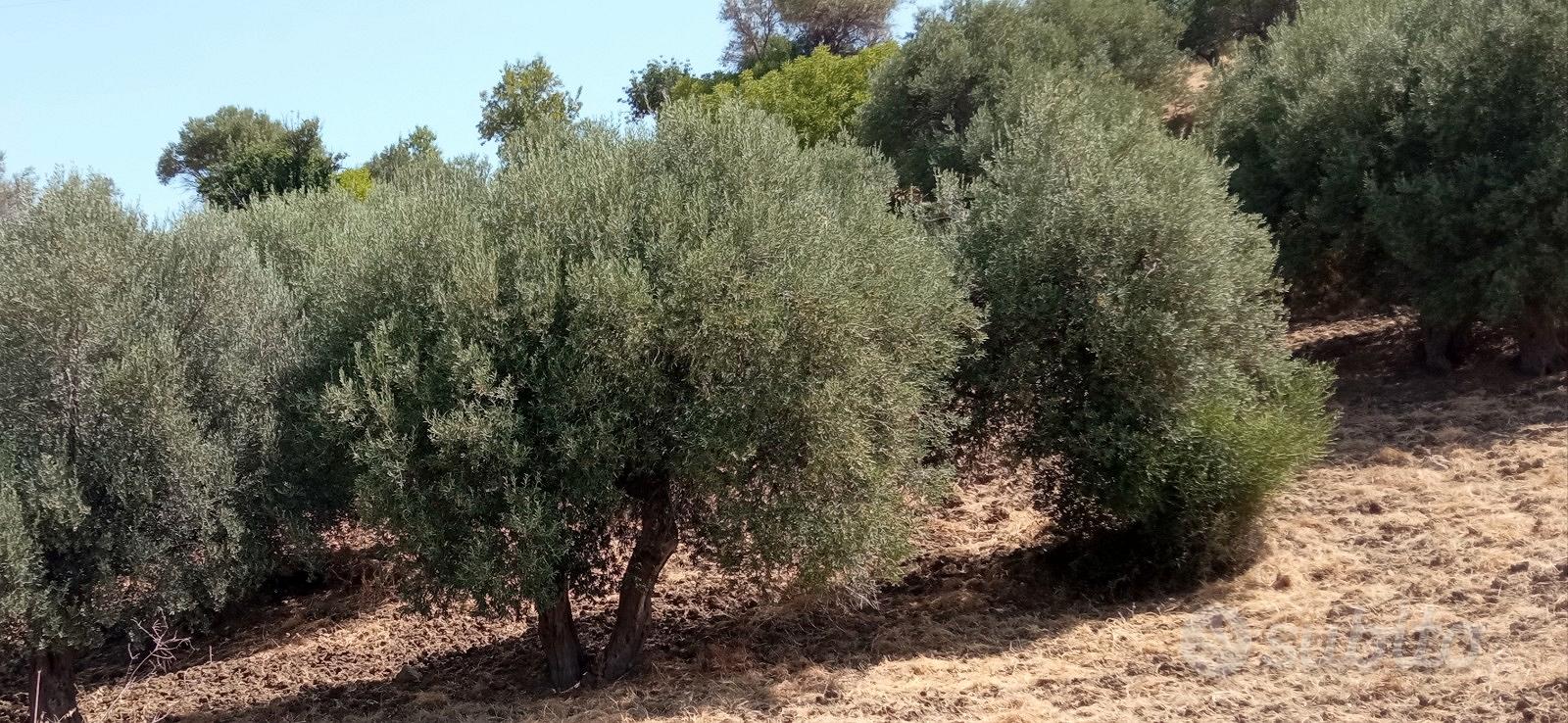 Terreno agricolo panoramico edificabile Lascari - Vista 2