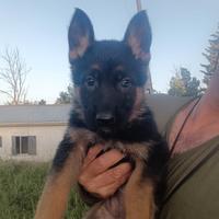 Cuccioli di pastore tedesco