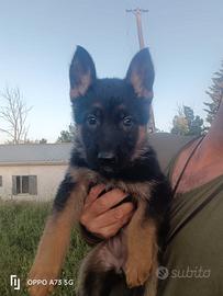 Cuccioli di pastore tedesco