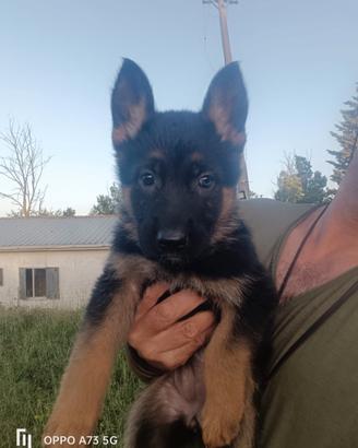 Cuccioli di pastore tedesco