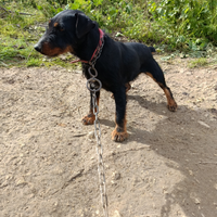 Jagd terrier femmina 2 anni