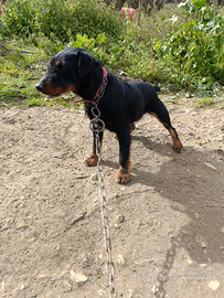 Jagd terrier femmina 2 anni