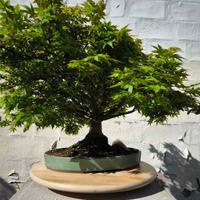 Pre bonsai acero palmato kiyoyime