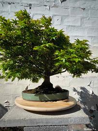 Pre bonsai acero palmato kiyoyime