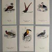 Set  6 stampe vintage  lito: UCCELLI anni 50-60